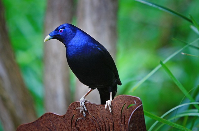 Ptilonorhynchus Violaceus