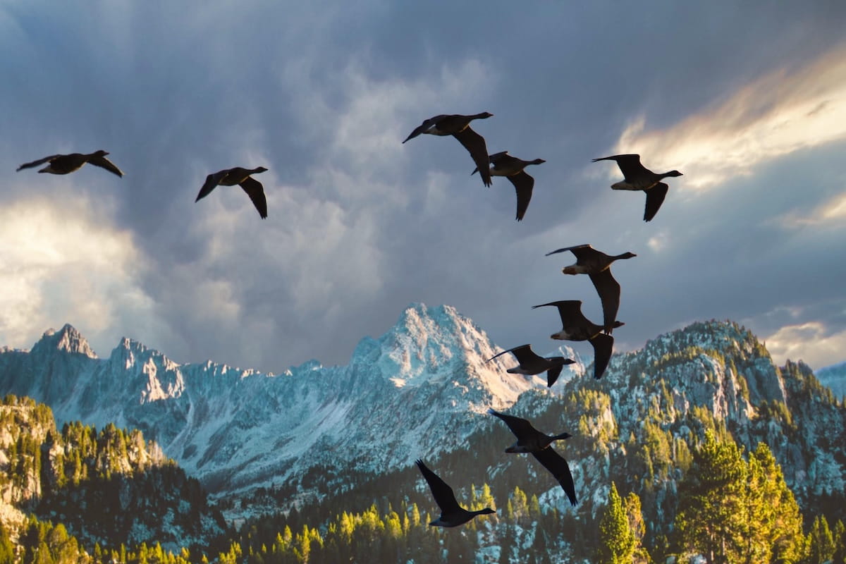 Uccelli migratori in volo sulle Alpi