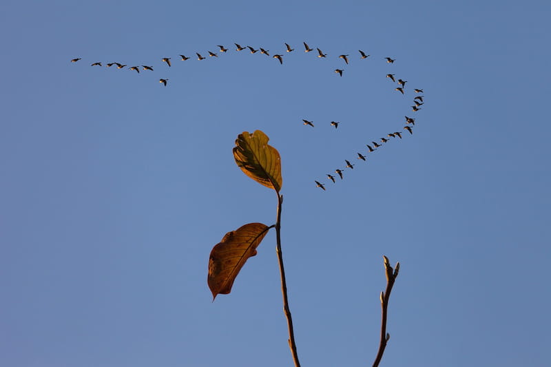 Uccelli migratori