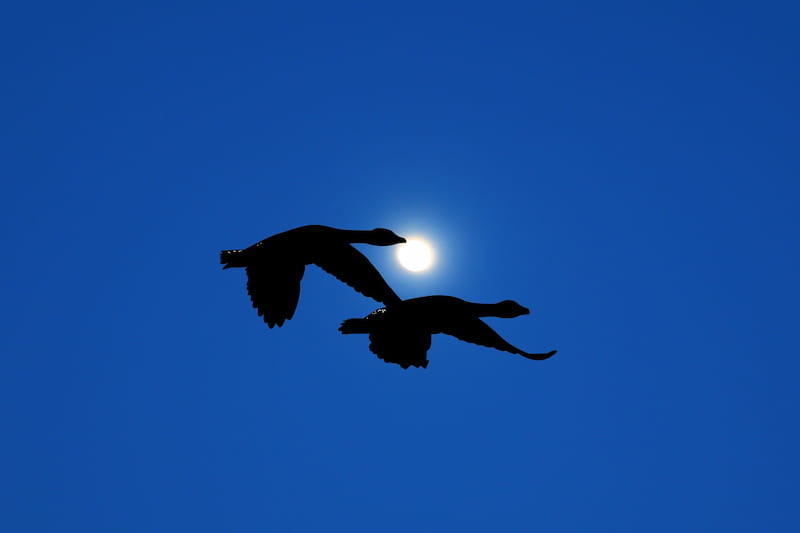 Due uccelli che volano di notte